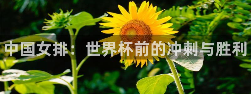 世界杯亚洲区预选赛：中国女排：世界杯前的冲刺与胜利